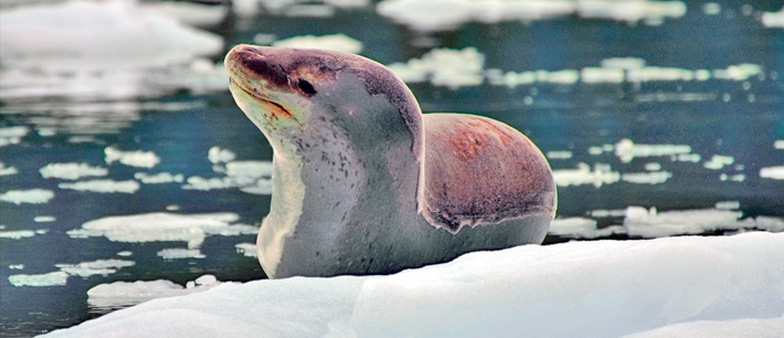 Leopard Seal